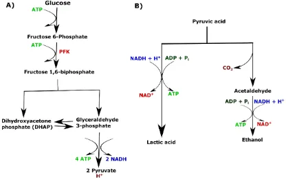 Figure 2.3: A) Glycolysis. Adapted from [46]. B) Fermentation in mammalian(left) and in yeast cells (right)