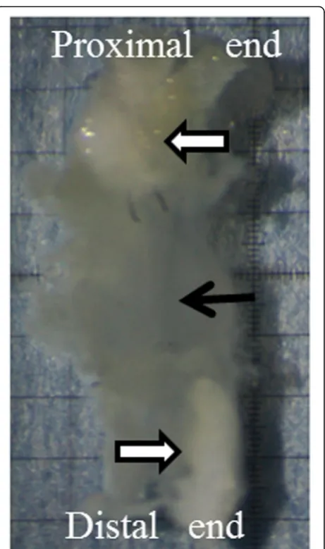 Fig. 1 Scheme of the film model method. Proximal and distal endsof the transected tendon are placed on a thin plastic film