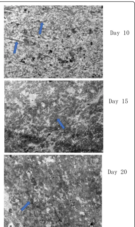 Fig. 4 Graph of mechanical strain (ε) of the tendon gel afterapplying traction force for 24 h