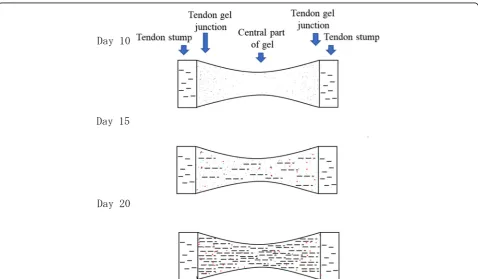 Fig. 6 Observation of tendon gel specimens stained with hematoxylinand eosin under a light microscope