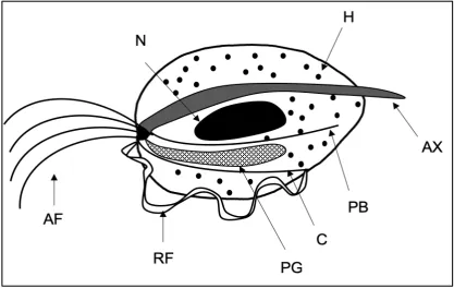 Figure 1.4 Trichomonas vaginalis Structure.  Drawing highlighting the main components of a pyriform T