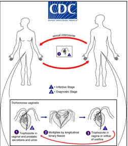 Figure 1.5: Trichomonas vaginalis Transmission and Life Cycle (CDC available at: 