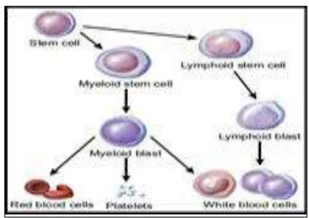 Fig -1: Blood Cell 