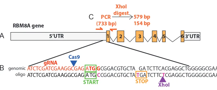 Figure 2.2 