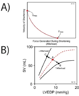 Figure 2.3: Effect of Afterload on Cardiac Force Generation. A) Force-Velocity Relationship