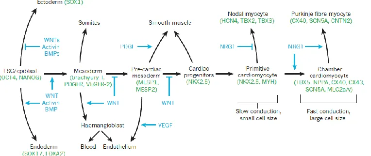 Figure 2.6: Complexity of Cardiac Differentiation during development.  Various signaling pathways involved in the differentiation of pluripotent stem cells to cardiac myocytes