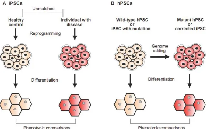 Figure 2.7: Comparison of two methods for disease modeling using hPS-CMs. A) Reprograming somatic cells from healthy and diseased patients into iPSCs and differentiating them into hPS-CMs