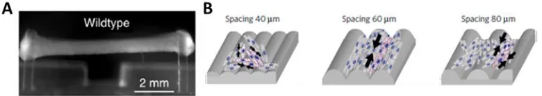 Figure 2.8: Generating Engineered Cardiac Tissue. A) Human engineered heart tissue formed between two pillars