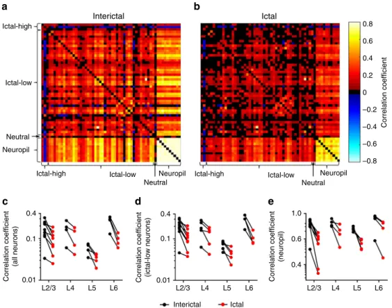 Fig. 4 Pairwise synchrony is reduced in the ictal state. Pairwise correlation coef ﬁcients from a representative example of L2/3 neurons and neuropil in the a interictal and b ictal states