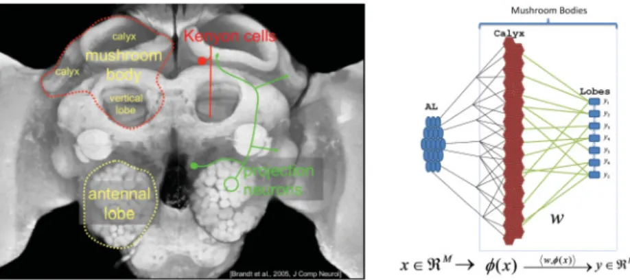 Figure 1: Illustration of the correspondence between the insect brain and ker- ker-nel classification