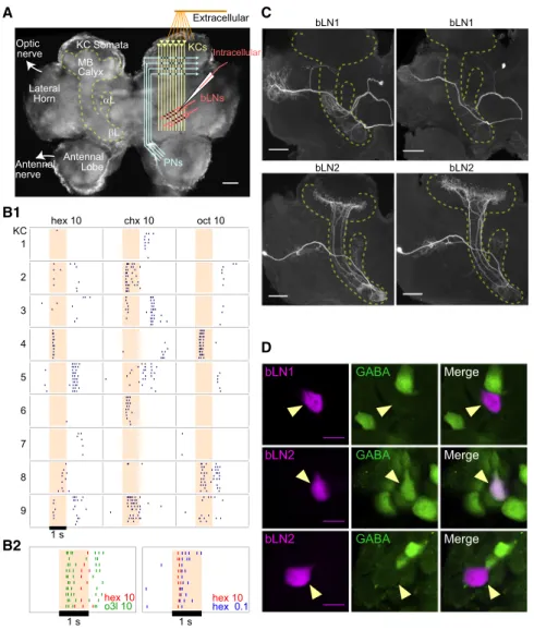 Figure 1. Responses and Followers of KCs (A) Schematic of the locust olfactory system and recording positions