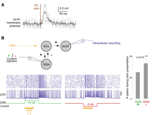Figure 2. bLN1 Receives Direct Input from KCs (A) Average membrane potential of individual bLN1 neurons (n = 5, gray) triggered on KC stimulation pulse shows short-latency  excit-atory input