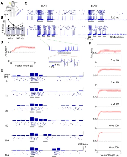 Figure 5. bLNs Are Sensitive to Changes in the Absolute Timing of KC Activation