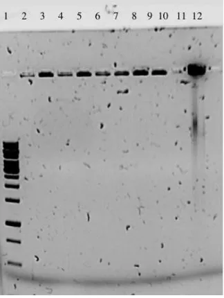 Fig -1: Agarose gel image of PCR amplified products of size ranging from 2000bp to 3000bp corresponding to CDH1 gene (2650bp)