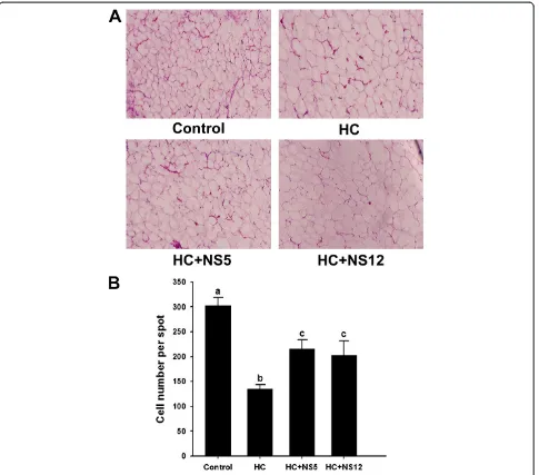 Figure 6 Effects of the two NS lactobacillus strains on adipocyte size in rats fed a high cholesterol diet