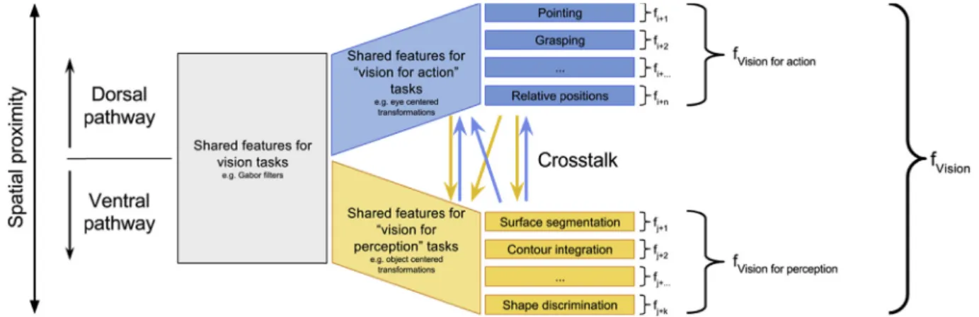 Fig. 5 e How functional pathways in the visual system could be associated with cost functions