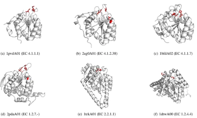 Figure 2. Selected TPP-dependent enzyme superfamily (CATH 3.40.50.970) domains classified into different FunFams in CATH v4.0 using the improved FunFHMMer algorithm