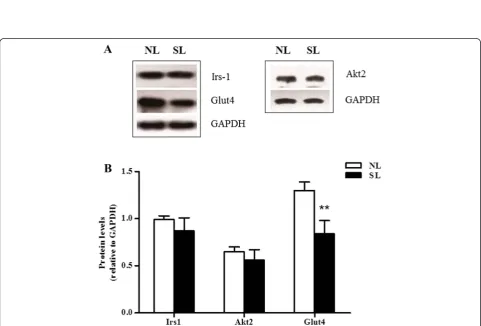 Fig. 4 Protein expression of key insulin signaling components in epididymal fat at 16 weeks