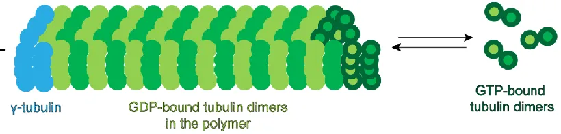 Figure 1.1 Schematic illustrating dynamic instability of microtubules 