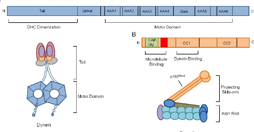 Figure 1.2 Schematic illustrating the dynein and dynactin complexes 