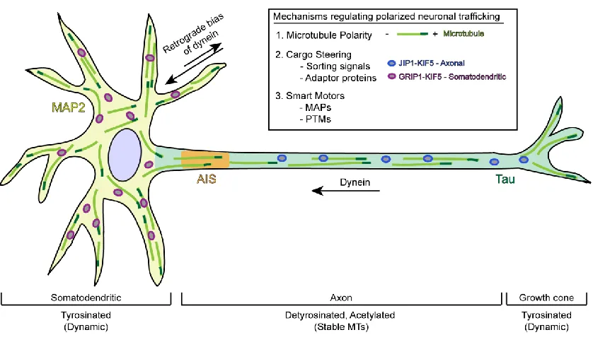Figure 1.4 Illustration of mechanisms regulating polarized neuronal trafficking 