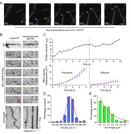 Figure 2.2  Dynein-GFP switches stochastically from processive to diffusive states of motion