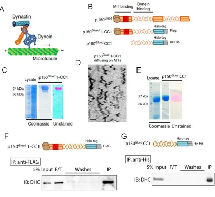 Figure 2.4  Generation of purified recombinant p150Glued constructs. 