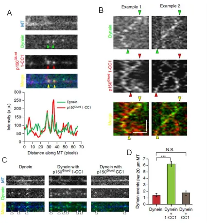 Figure 2.5 p150microtubules 