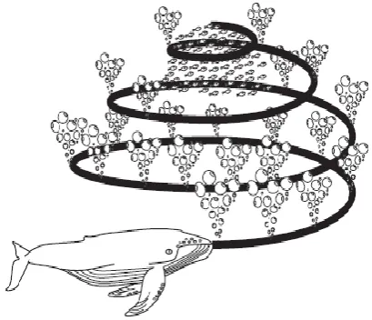Fig -4: Bubble -net feeding behaviour of humpback whales. 