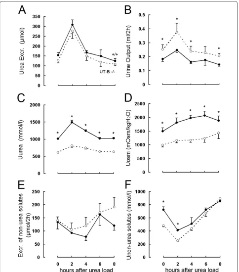 Figure 2 Effect of acute urea loading on the urinary concentrating ability and renal urea handling in 52-week-old UT-B-null and wild-type mice