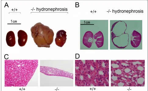 Figure 3 Renal morphology of UT-B-null mice. A: Gross structure of kidneys from wild-type (left) and UT-B-null (right) mice