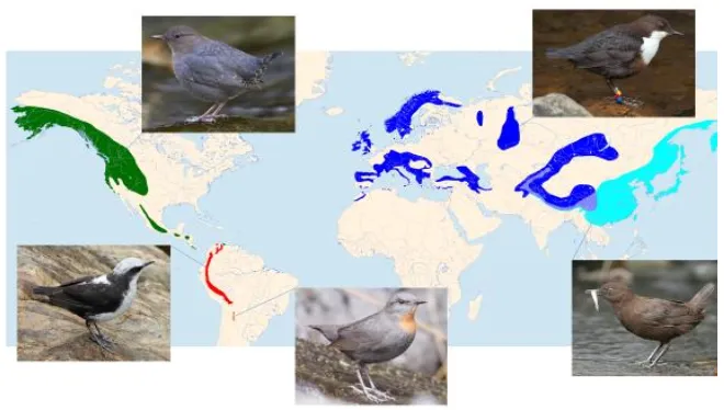 Figure 1.1. The distribution of the five species of dippers in the family Cinclidae, clockwise from top right: White-throated dipper Cinclus cinclus; Brown dipper Cinclus pallasii; Rufous-throated dipper Cinclus schulzi; White-capped dipper Cinclus leucoce