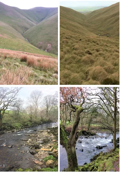 Figure 1.4. Typical dipper habitat. Above, upland sites; below, lowland sites. (Photographs by Richard Wilkinson)