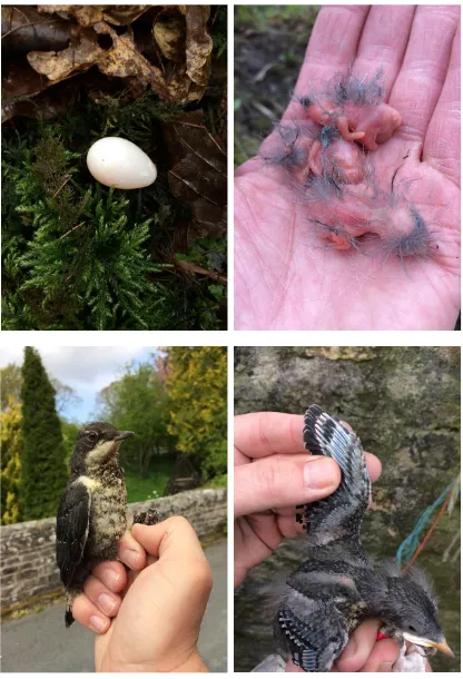 Figure 1.6. Clockwise from top left: deserted dipper egg; recently hatched day 0 nestlings; c.day 12 nestling; juvenile dipper