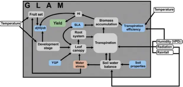 Figure  2  Structure  of  the  model  used  in  the  present  study.  SLA  is  specific  leaf  area,  H I   is  harvest  index,  ∂H I /∂t  is  the  rate  of  change  in  the  harvest  index,  and  YGP  is  the  yield  gap  parameter  (C YG )