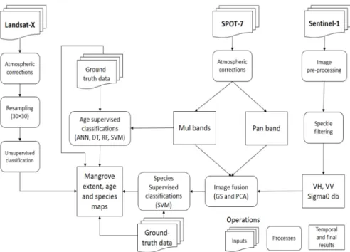 Figure 2 sets out our working flow chart, which comprises three main parts: (1) The processes  for the Landsat-X mangrove extent unsupervised classification; (2) the procedures to process the  SPOT-7 image to classify mangrove age and fusion with the Senti