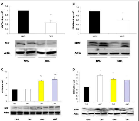 Figure 2 Comparison on protein expressions of NGF (A) and BDNF (B) in hippocampus of rats with high fat diet-induced obesity