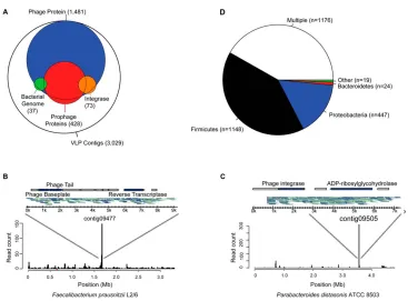 Figure 2-4.  Analysis of temperate bacteriophages in the human gut virome. (A) Venn diagram indicating frequency of functions associated with temperate phages