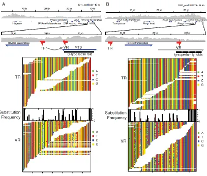 Figure 3-2.  RT-associated hypervariable regions from the human gut virome. A) Hypervariation in a gene predicted to encode a protein with an MTD-like C-type lectin fold