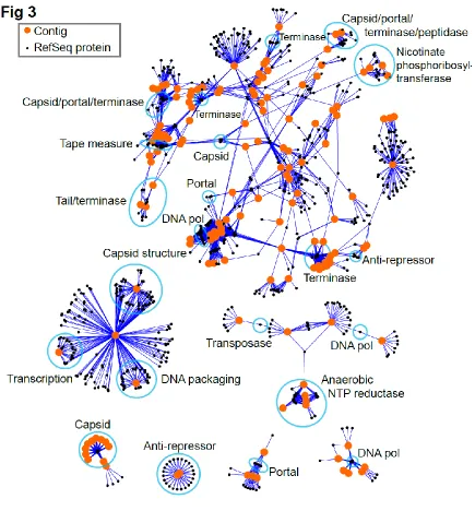 Figure 4-3.  Network based annotation of viral contigs. Orange circles represent viral contigs no shorter than 3kb