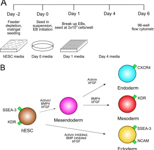 Figure 3.1.  Experiment schematic and differentiation model.  hESC EB differentiation schematic