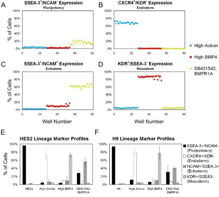 Figure 3.4.  Day 6 phenotypes after differentiation to the three germ layers.  Inter-well variability for 96-well flow cytometry expression profiles