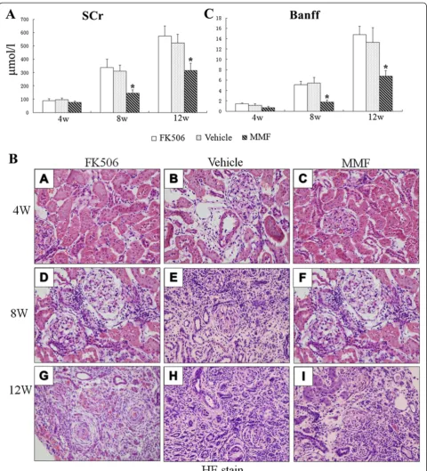Figure 1 Renal function and histopathological changes after transplantation. (A) Serum creatinine levels were determined by automaticbiochemistry analyzer 4, 8, and 12 weeks after transplantation
