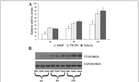 Figure 3 Effect of MMF and FK506 on CTGF expression in renal allografts. (A) Relative mRNA levels were determined by real-time PCR 4, 8,and 12 weeks after transplantation and normalized to the housekeeping gene GAPDH