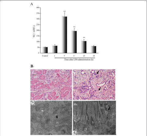 Figure 1 SCr and renal histological injury in rats subjected to LPS at different time points