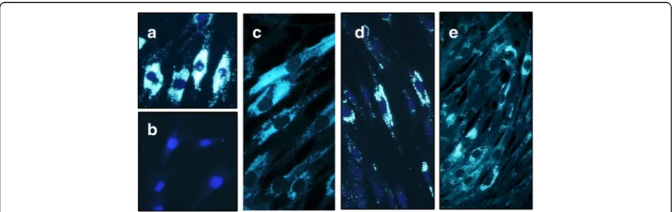 Fig. 1 Filipin staining of skin fibroblasts. a Positive typical (classical) control from a patient with Niemann-Pick disease type C