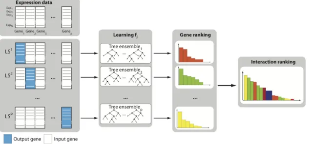 Figure 1. GENIE3 procedure. For each gene j~1, . . . ,p, a learning sample LS j is generated with expression levels of j as output values and expression levels of all other genes as input values