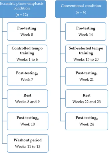 Figure 1. Training schedules for eccentric phase-emphasis and conventional conditions