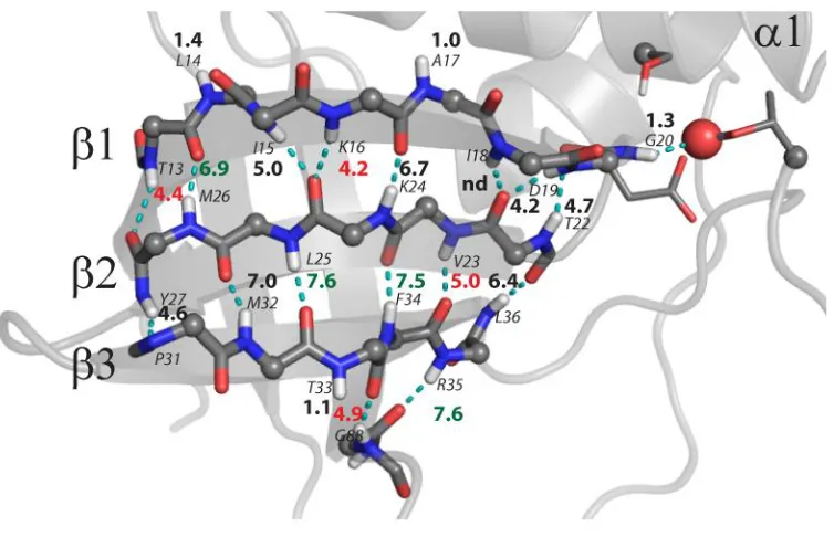 Figure 5.3 Heterogeneous exchange in the SNase β-barrel. Identification scheme as described in Fig