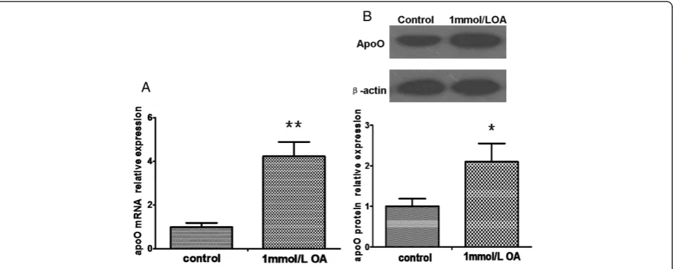 Figure 1 ApoO mRNA and protein changes in HepG2 cells pretreated with 1 mmol/L OA for 24 h